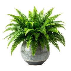 Lush green fern plant in a round, gray ceramic pot, set against a stark black background