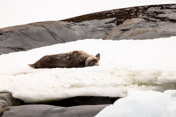 An elephant seal resting in the snow in Antarctica