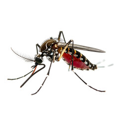 Close-up of a mosquito with a blood-filled abdomen, showing detailed body structures