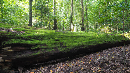 Nature’s Rebirth — Moss Thrives on Fallen Tree