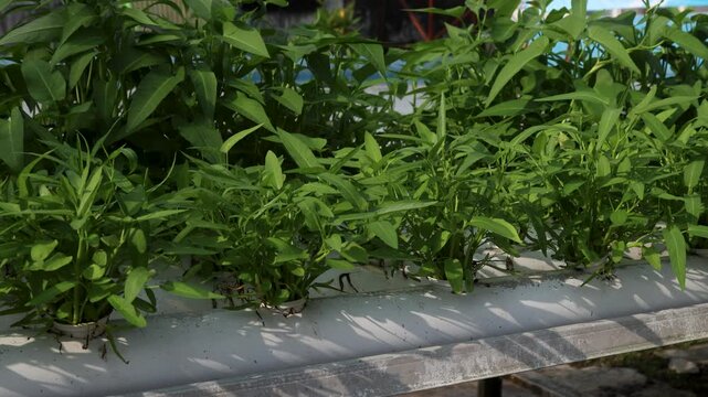 Camera movement on water spinach Ipomoea aquatica plants grown in a hydroponic garden