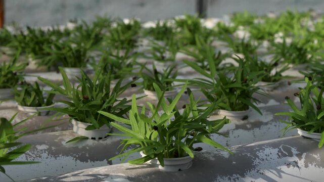 Camera movement on water spinach Ipomoea aquatica plants grown in a hydroponic garden