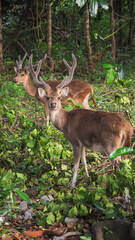 Grace of the Wild — Deer in Natural Harmony