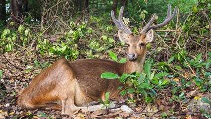 Grace of the Wild — Deer in Natural Harmony