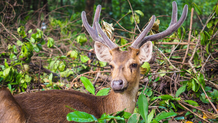 Grace of the Wild — Deer in Natural Harmony