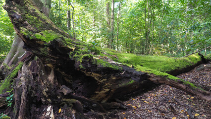 Nature’s Rebirth — Moss Thrives on Fallen Tree