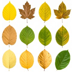 Obraz premium Leaves