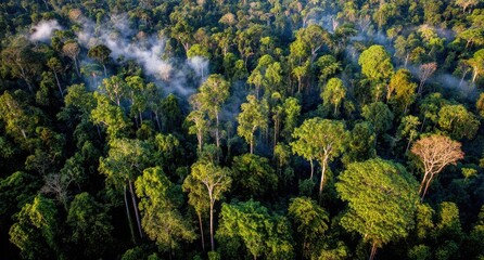 Aerial view of a vibrant rainforest canopy with morning mist rising