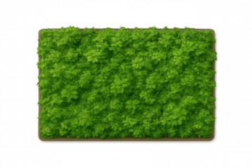 Rectangular green hedge with fresh growing luxuriant foliage, top view, transparent background