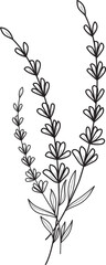 Hand drawn lavender sprigs line art illustration, botanical sketch of fragrant flowers and leaves on white background