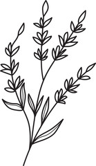 Minimalist Botanical Line Art Sprig. Delicate Hand-Drawn Floral Illustration. Simple Black and White Plant Element for Design.