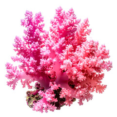 Fototapeta premium Isolated image of a vibrant pink coral reef, featuring detailed branches and textures