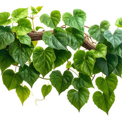 Lush green heart-shaped leaves cascade from a brown branch against a transparent background