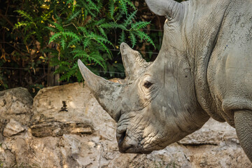 Close-up portrait of a white rhinoceros with textured skin and horn in natural light against rocks and greenery © StockMediaSeller
