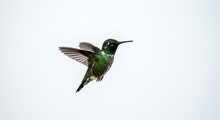 Fototapeta premium Kolibri fliegt agil und elegant mit gruen schimmerndem Gefieder vor klarem weissem Hintergrund perfekt isoliert. AI Generated