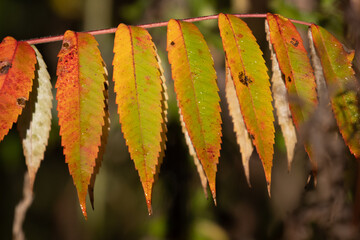 Sumac leaves in fall