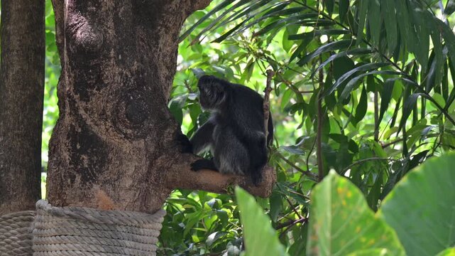 potrait black javan langur