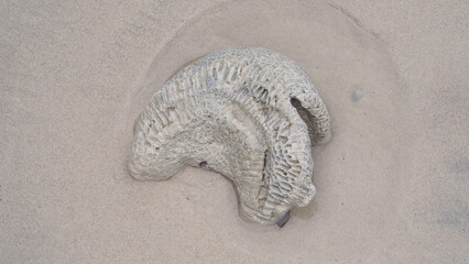 Weathered coral washed ashore on a pristine white sandy beach