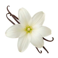 Vanilla flower isolated on transparent background, accompanied by aromatic vanilla bean pods,...