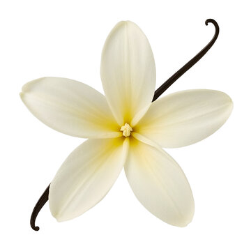 Exquisite vanilla flower isolated on transparent background, complemented by a single vanilla bean, showcasing the elegance of natures culinary treasures