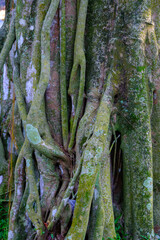 Twisted Banyan Tree Trunk with Green Moss Texture