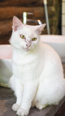 Elegant white cat with intense green eyes sits indoors on a rustic counter