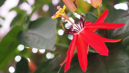 The red passion flower. Vivid red passion flower in full bloom—nature’s masterpiece