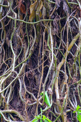 Dense Tropical Vines and Dry Stems in Jungle Growth