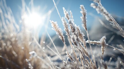 Close up view of frosty dried grass stalks shimmering in winter sunlight against a clear blue sky