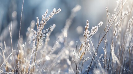 Close up of frost covered dry grass stems sparkling in morning sunlight during winter