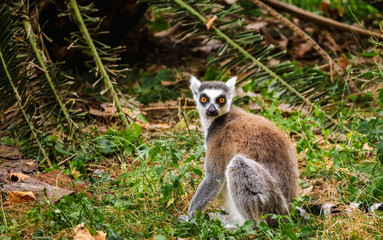 Obraz premium Ring-tailed lemur sitting on green grass and looking back with wide orange eyes in its natural environment