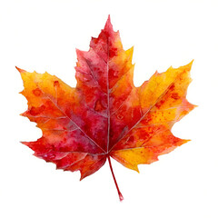 Fototapeta premium A vibrant, colorful maple leaf showcasing beautiful autumn hues of orange, yellow, and red against a white background.
