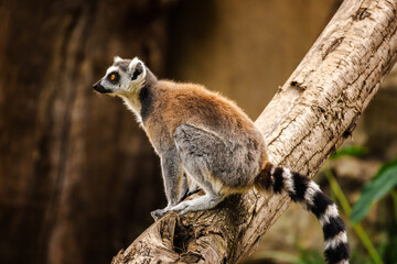 Obraz premium Ring-tailed lemur sitting alert on a tree branch with bright yellow eyes and striped tail in natural habitat