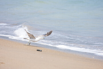 Fototapeta premium Seagull
