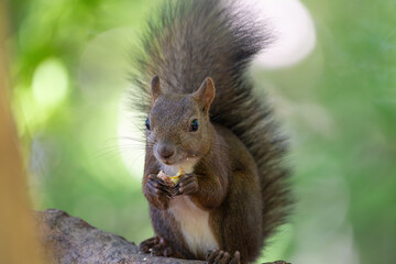 ezo squirrel, Hokkaido, Japan
