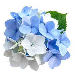 Close-up of a vibrant bouquet of blue and white hydrangea flowers with green leaves