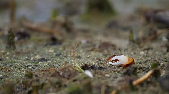 Fiddler crab (Austruca annulipes) cleaning his claw