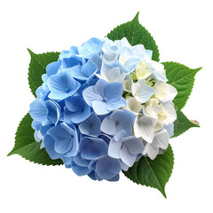 Close-up of a vibrant hydrangea bloom featuring shades of blue, white, and green leaves