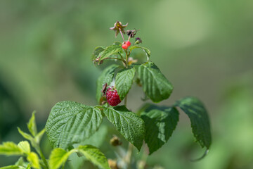 Brown beetle on a red raspberry fruit on the plant.

