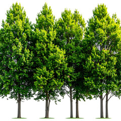A row of vibrant green trees against a transparent background, perfect for visual integration