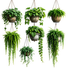 Six hanging baskets showcasing varied green foliage, suspended against a dark backdrop