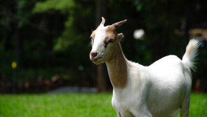 Obraz premium goat in the field