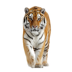 Obraz premium Fierce Tiger Stalks Shadows At Night