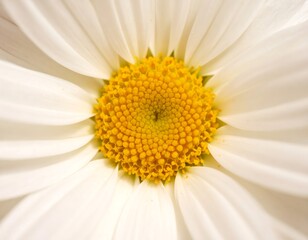 Close-up of a white daisy's center