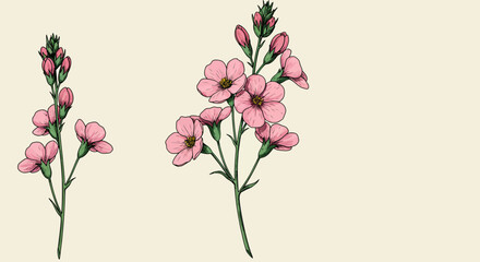 Delicate Pink Flower Botanical Illustration