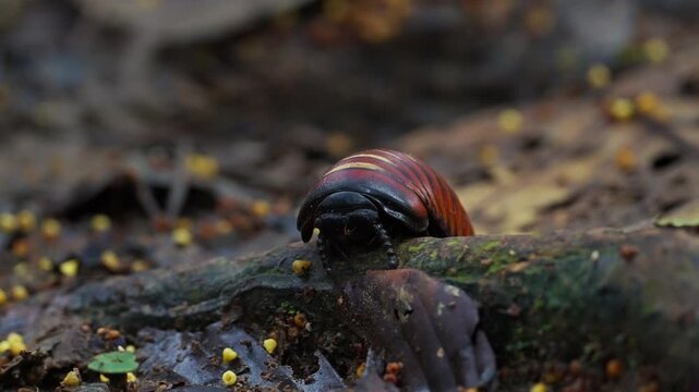 Giant pill bug in Borneo on the forest floor