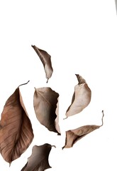 Fototapeta premium dry leaf isolated on white