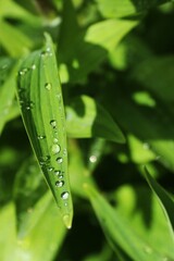 dew on a leaf