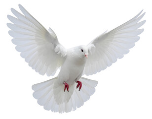 Obraz premium white dove of peace flying isolated on white background