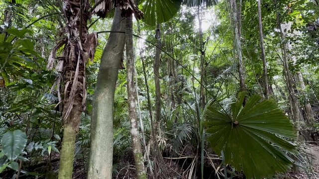 Peaceful walk in the oldest tropical rainforest - Daintree, lush vegetation, fan palms (Licuala ramsayi), Licuala Rainforest trail, Djiru National Park, Tropical North Queensland, Cairns, Australia